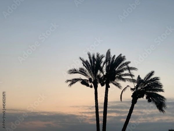 Fototapeta palm trees at sunset