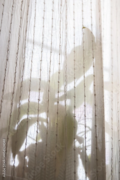Obraz plant, flower in interior room placed on the window behind white courtain with bright backlight