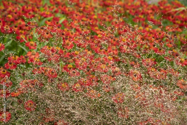 Fototapeta Colorful close up image of Common Sneezeweed Helenium Autumnale flower in English country garden landscape using selective focus
