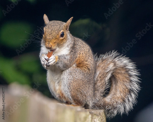 Fototapeta squirrel on a tree