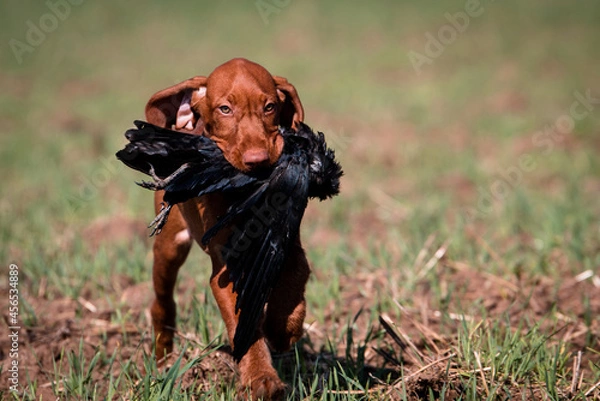 Fototapeta Vizsla, Drahthaar Vizsla, Ungarischer Vorstehhund, Rabenkrähe, Krähe, Apport, apportieren, Krähenjagd, Welpe, Wildgewöhnung, Jagdhund, Jagd, Vorstehhund, vorstehen, Jagdhundeausbildung