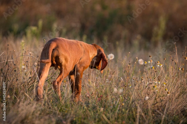 Fototapeta Vizsla, Drahthaar Vizsla, Ungarischer Vorstehhund, Rabenkrähe, Krähe, Apport, apportieren, Krähenjagd, Welpe, Wildgewöhnung, Jagdhund, Jagd, Vorstehhund, vorstehen, Jagdhundeausbildung
