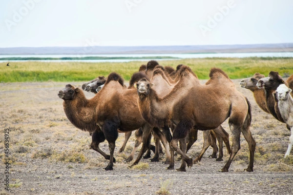 Fototapeta Camels in the Eurasian steppe, Kazakhstan