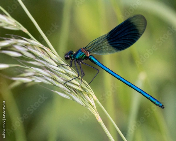 Fototapeta dragonfly on a leaf