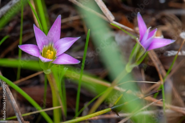 Fototapeta Guildford grass ('Romulea rosea') in Western Australia. Perennial in the Iridaceae family. Also known as onion grass and rosy sandcrocus. Endemic to South Africa, considered to be a weed in Australia