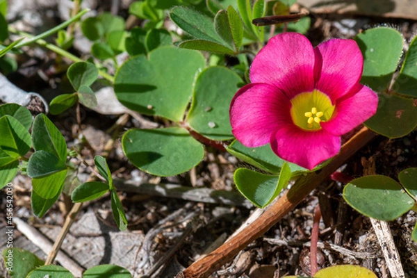 Fototapeta Purple woodsorrel ('Oxalis purpurea') is a native to South Africa, but it like a number of other oxalis species, it is considered a weed in many countries including  Australia.