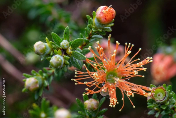 Fototapeta A member of the myrtle family, Myrtaceae, 'Eremaea pauciflora' is endemic to the south-west of Western Australia.