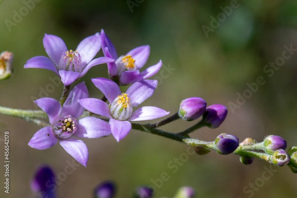 Obraz Pepper and salt ('Philotheca spicata') at Wireless Hill Park, Western Australia. A flowering plant in the Rutaceae family and endemic to the south-west of Western Australia