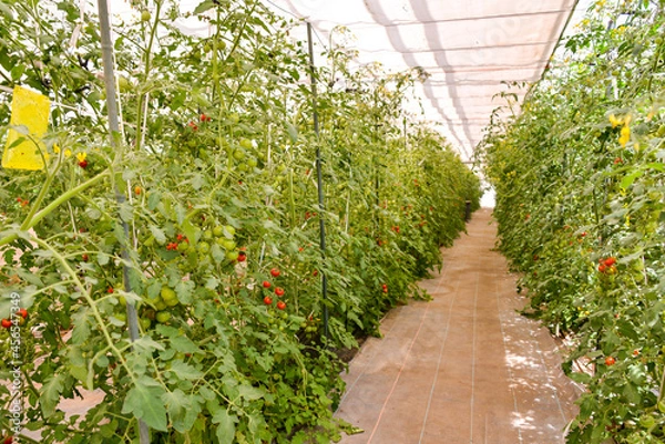 Obraz トマトがいっぱい