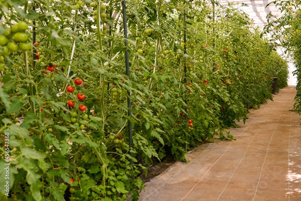 Fototapeta トマトのハウス栽培（斜め）