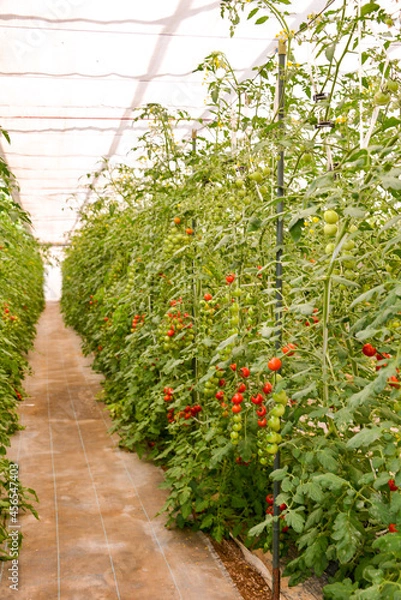 Fototapeta ミニトマトのハウス栽培