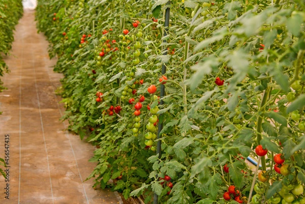 Obraz トマトのハウス栽培