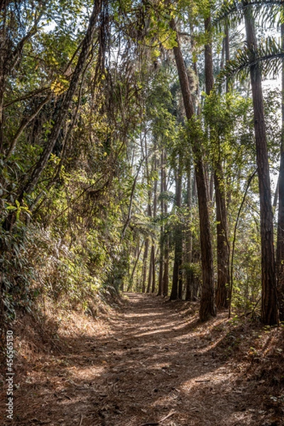 Obraz trail and fresh air