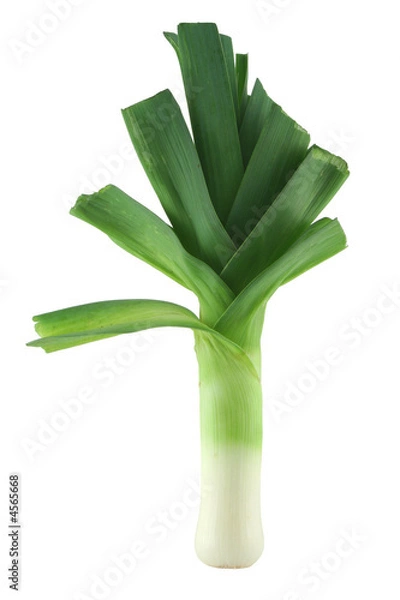 Fototapeta leek on white