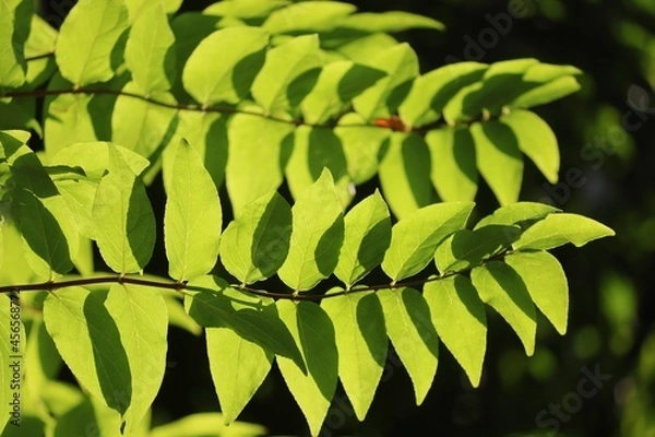 Obraz grüne Blätter mit Schatten
