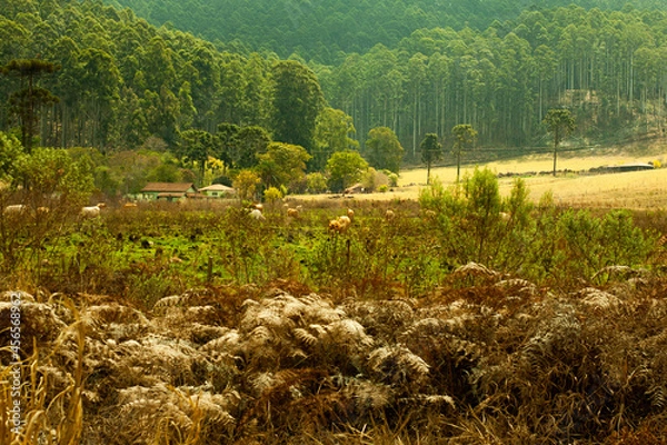 Obraz A tranquilidade de vida na fazenda