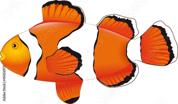 Obraz Clownfish