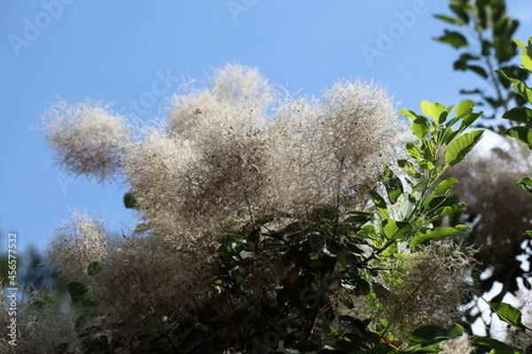 Obraz Perückenstrauch