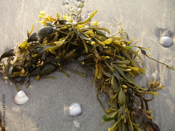 Obraz des algues marines