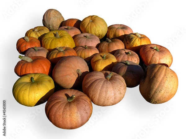 Obraz ripe pumpkins