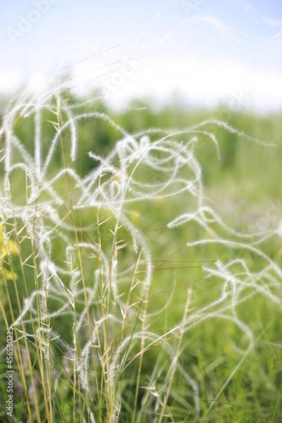 Obraz steppe grasshoppe