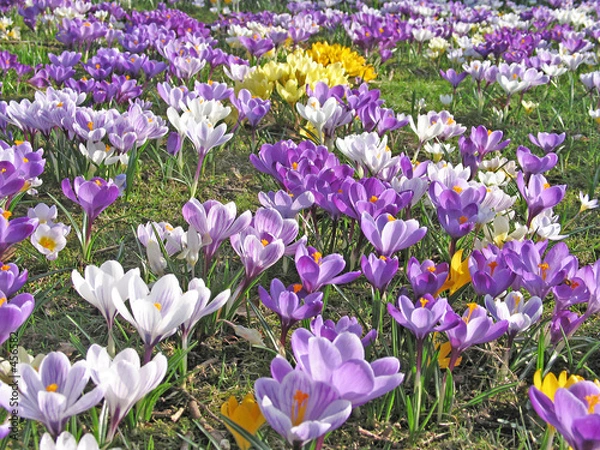 Obraz krokus wiese