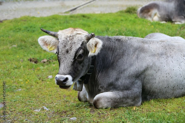 Obraz Tiroler Grauvieh