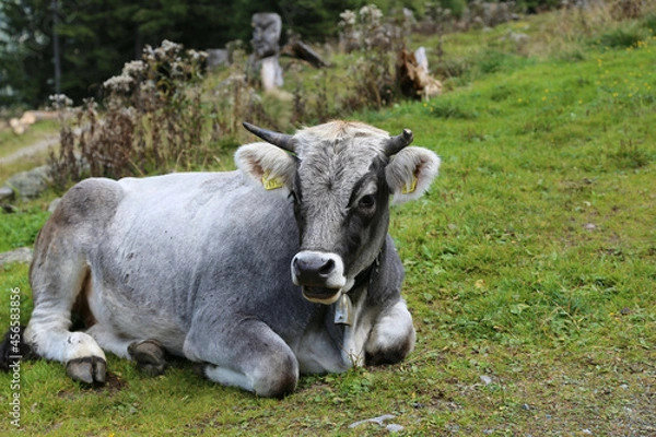 Obraz Tiroler Grauvieh