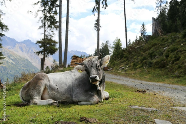 Obraz Tiroler Grauvieh