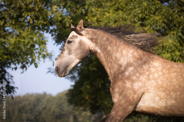 Fototapeta Spanisches Pferd