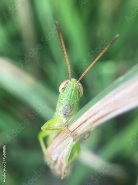 Obraz grasshopper on a leaf