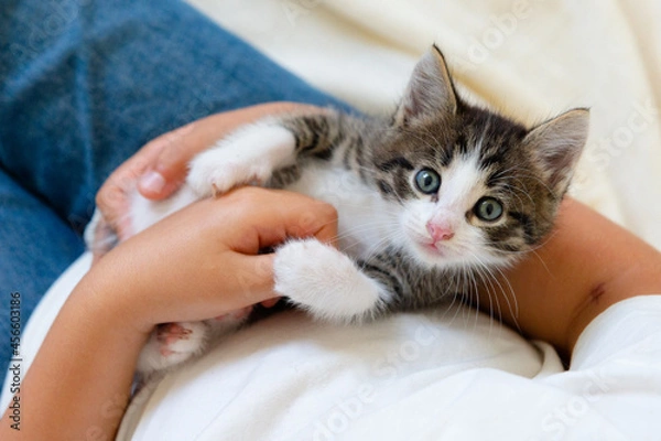 Fototapeta underwater filming poisonous jellyfish with huge tentacles with a purple border swims in the sea close-up. High quality 4k footage
