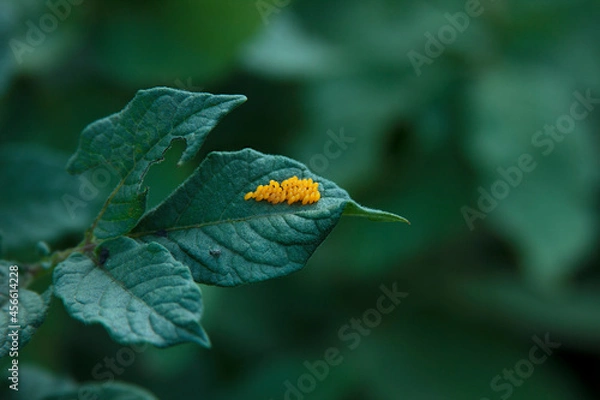 Obraz Green agricultural background with leaf of the potato bush and the orange eggs of Colorado Potato beetle