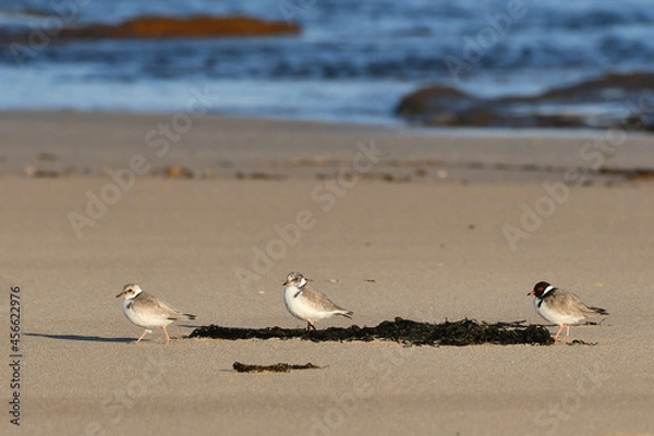 Fototapeta Hooded Plover family