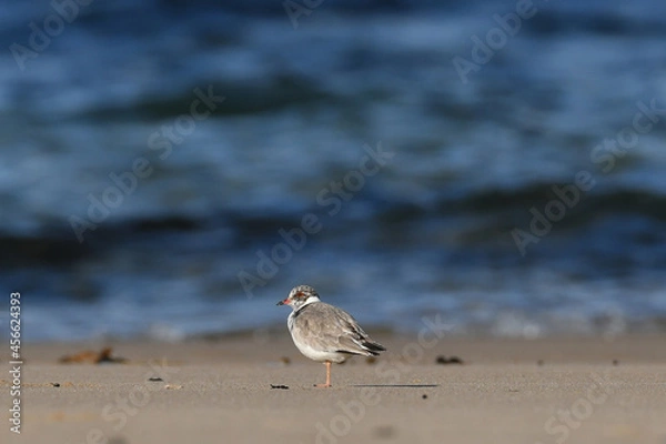 Obraz Hooded Plover juvenile