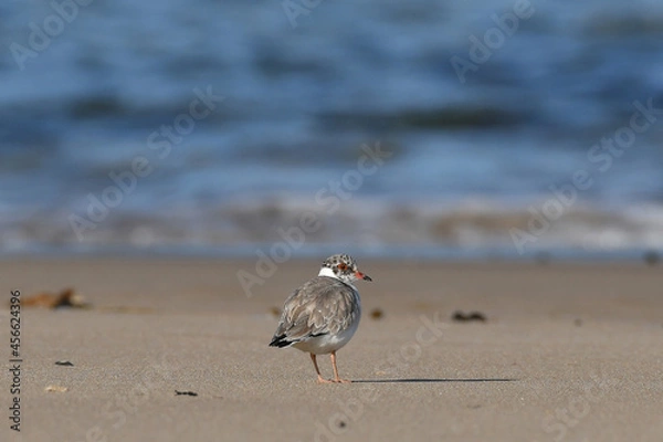 Obraz Hooded Plover juvenile