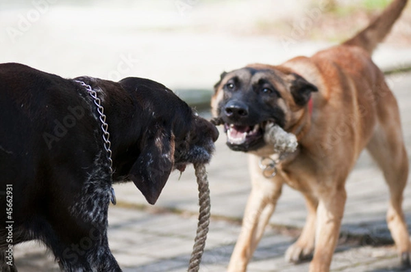 Obraz Spielende Hunde