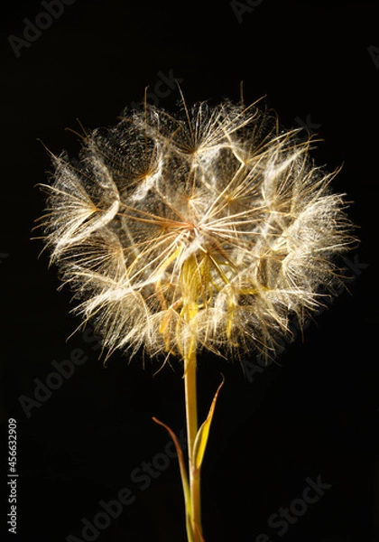 Fototapeta dandelion