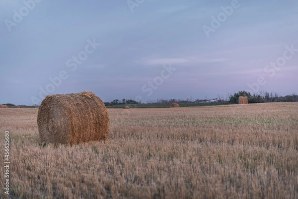 Obraz hay bales in the field
