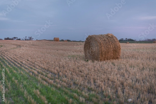Obraz hay bales in the field