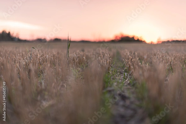 Obraz cut stubble over sunset in the field