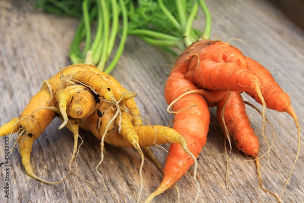 Obraz Zwei Karotten