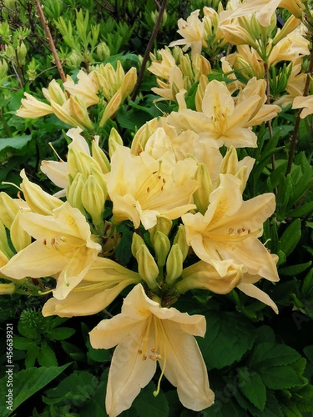Obraz Yellow Japanese rhododendron (Latin: rhododendron japonicum (A. Gray) Suring var. aureum Wils) in the Botanical Garden of St. Petersburg.