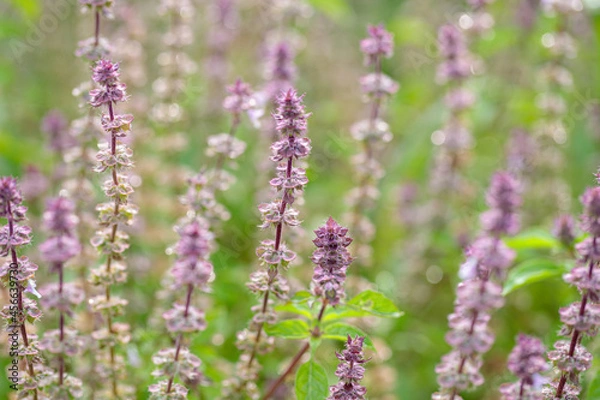 Obraz 朝露のホーリーバジル