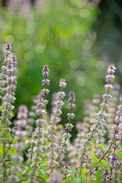 Obraz 朝露のホーリーバジル