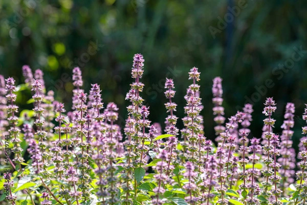 Obraz 朝露のホーリーバジル