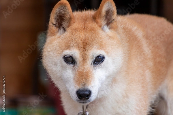 Fototapeta 涙を流している柴犬