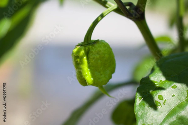 Fototapeta キャロライナリーパー
