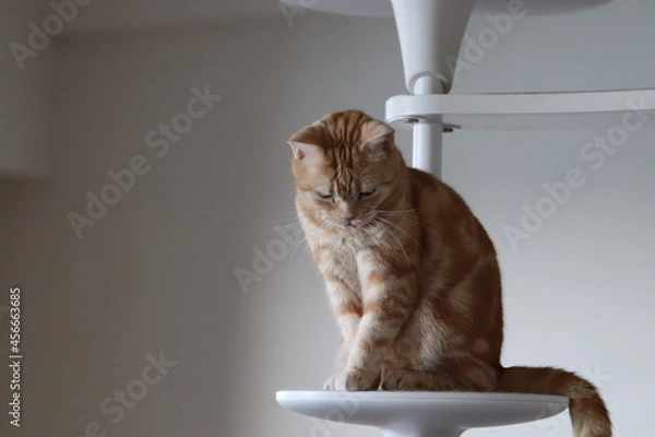 Obraz お辞儀をしながらアッカンベーする猫アメリカンショートヘアレッドタビー。