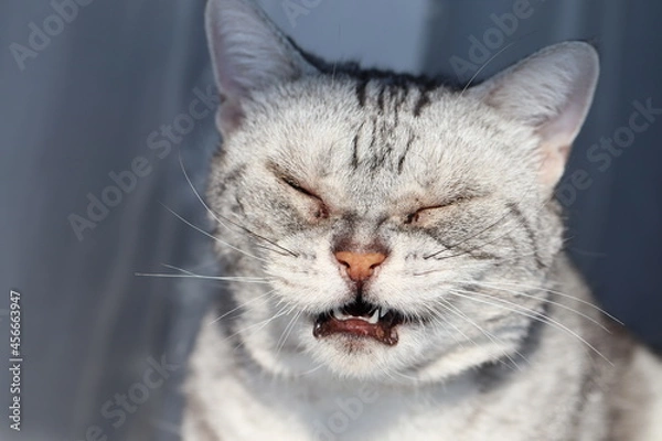 Obraz しかめっ面表情の猫。